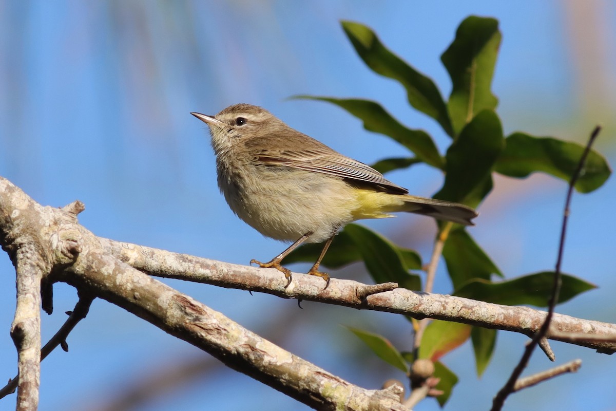 Palm Warbler - Margaret Viens