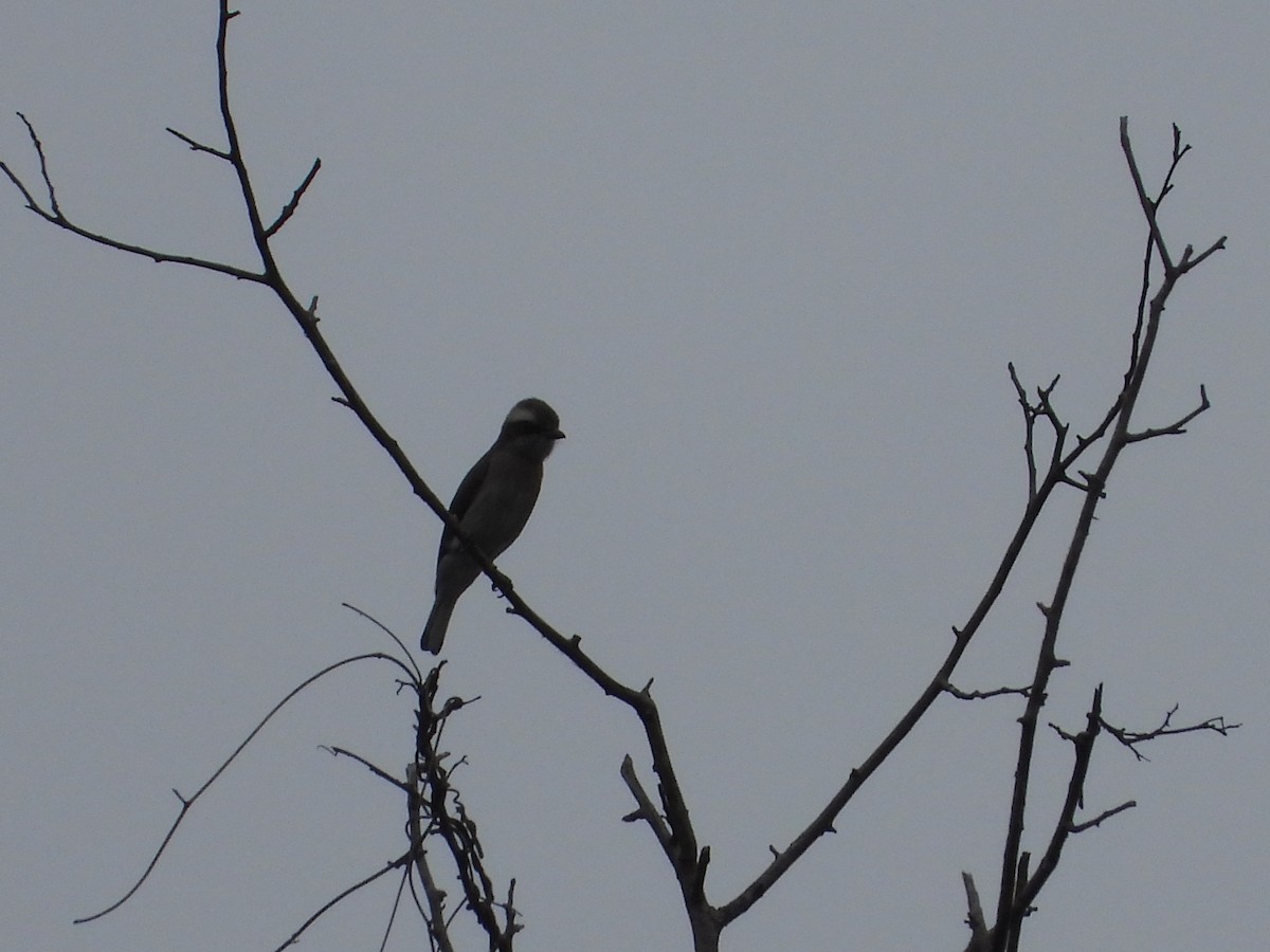 Common Woodshrike - ML614529298