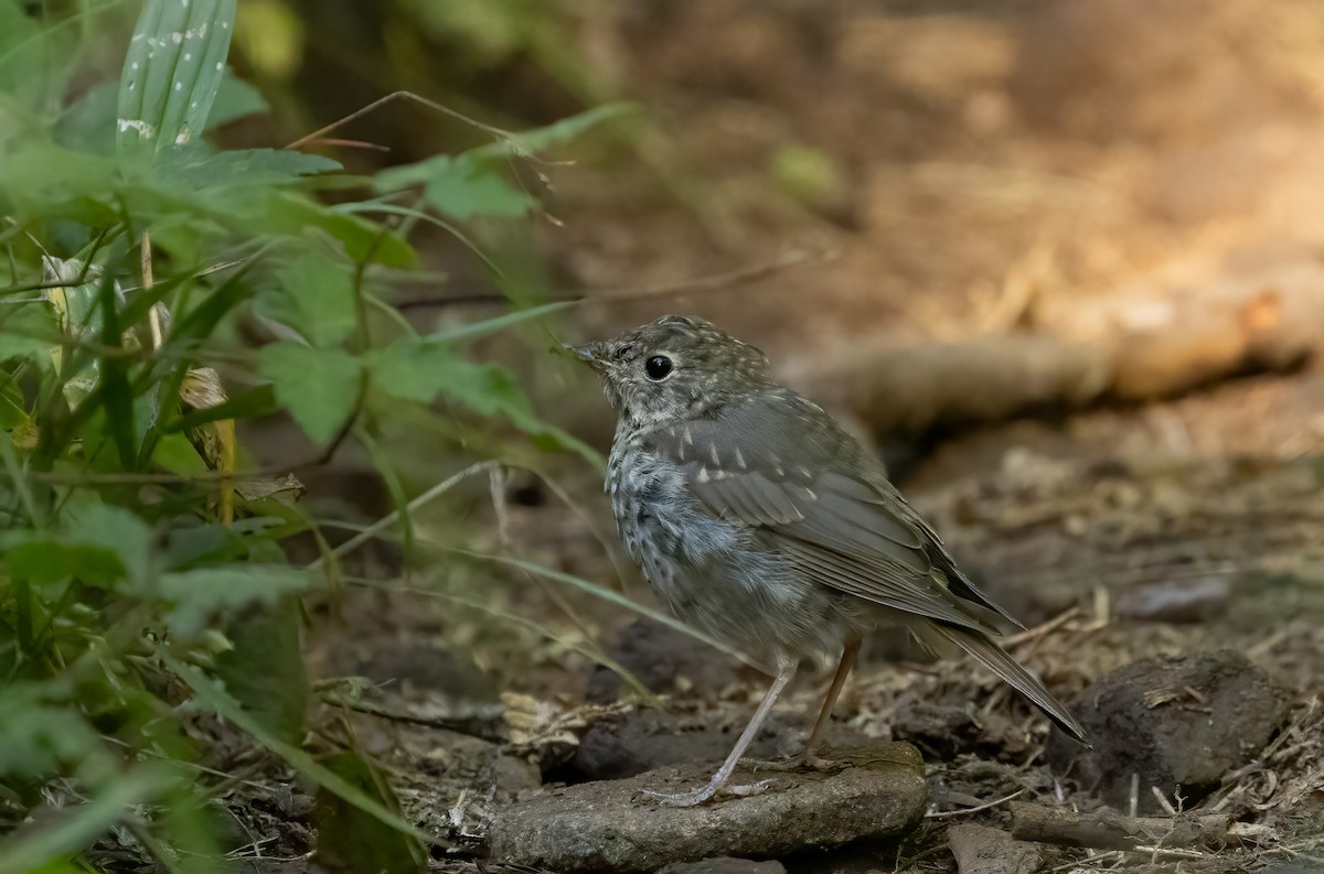 Hermit Thrush - ML614529321