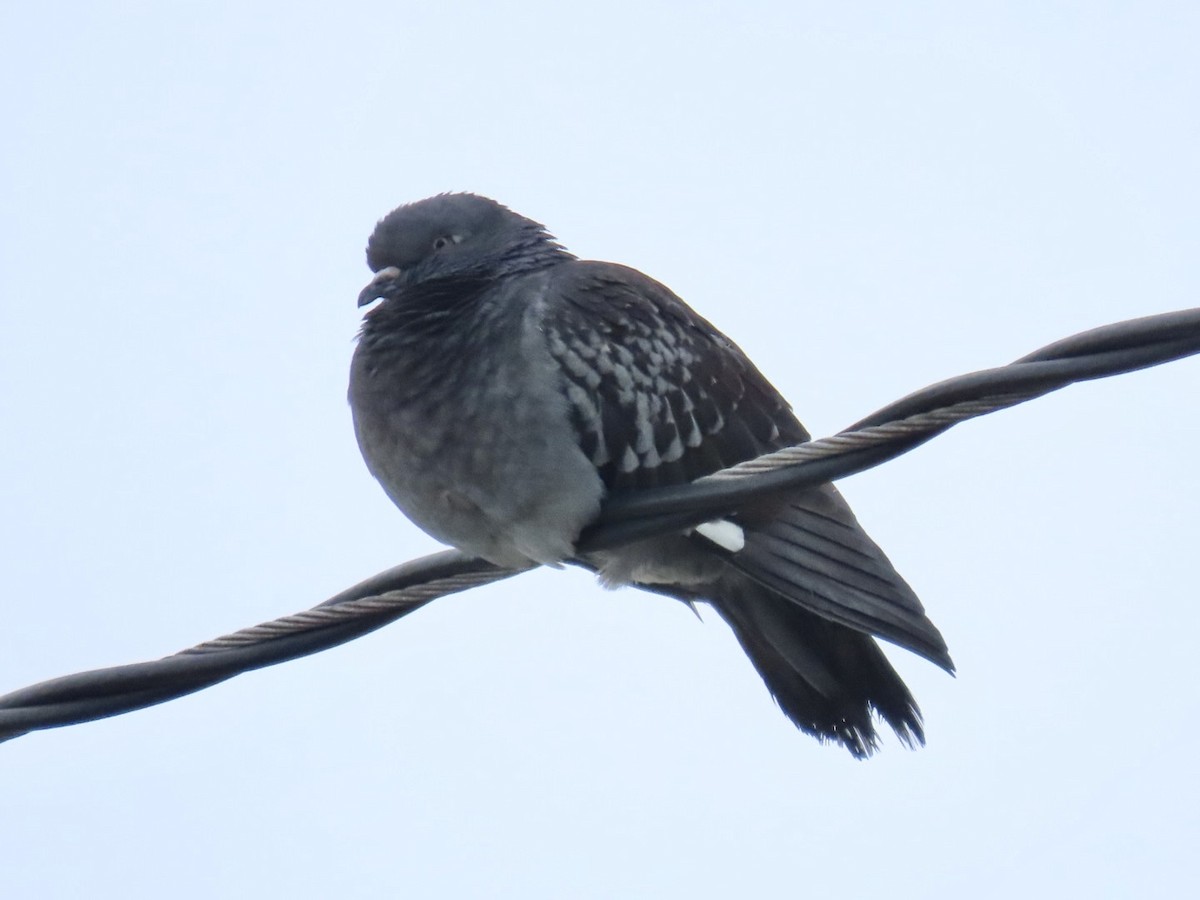Rock Pigeon (Feral Pigeon) - ML614529338