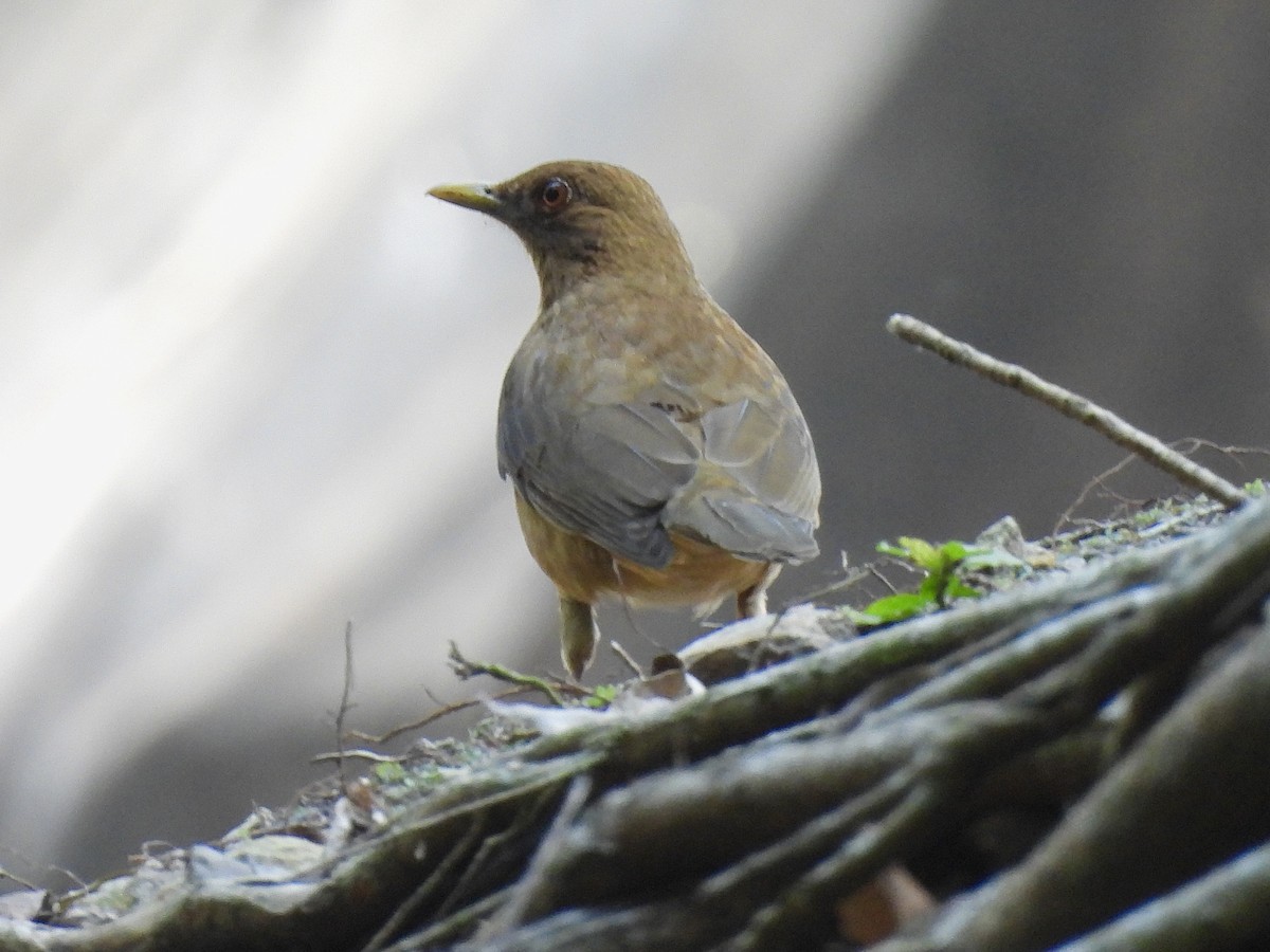 Clay-colored Thrush - Therese & Ed Cacek