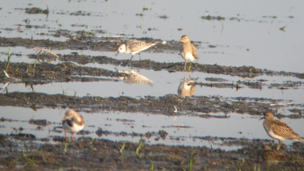 Bécasseau sanderling - ML614529363