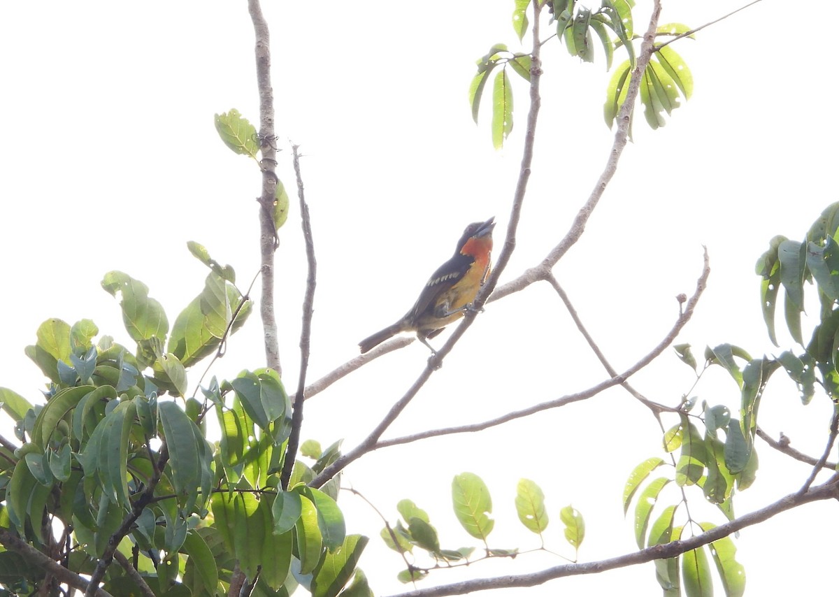 Gilded Barbet - ML614529373