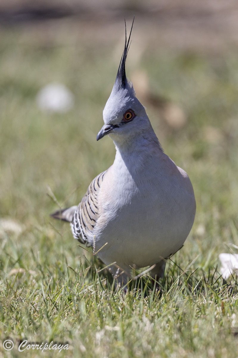 Crested Pigeon - ML614529394