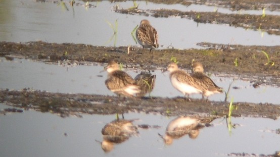 Semipalmated Sandpiper - ML614529395