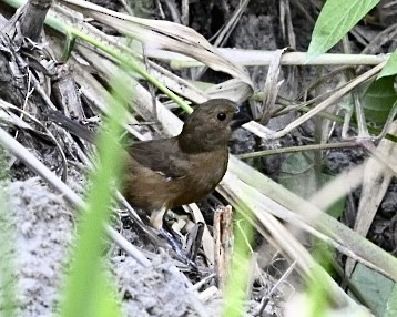 Variable Seedeater (Variable) - ML614529429