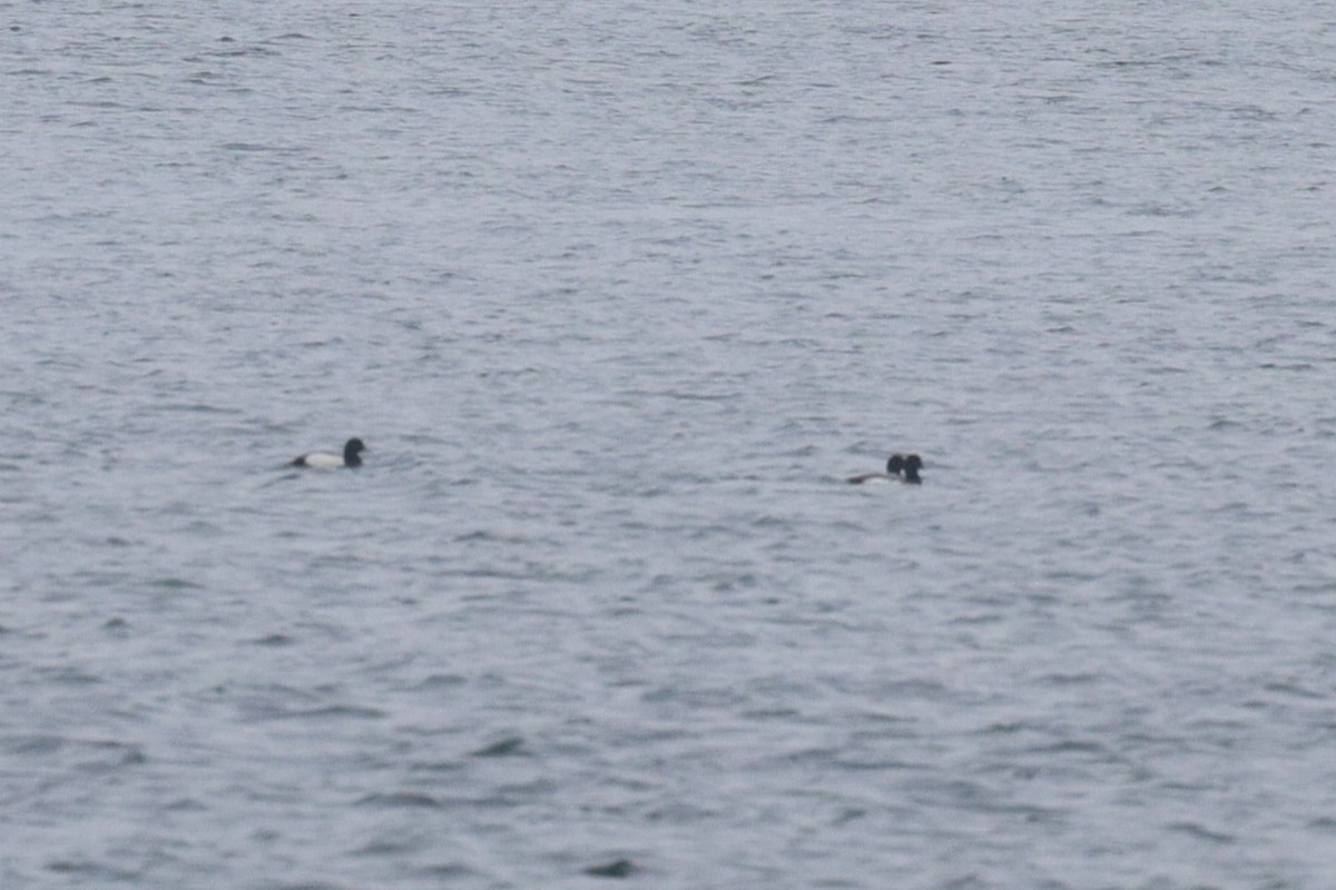 Greater Scaup - ML614529459