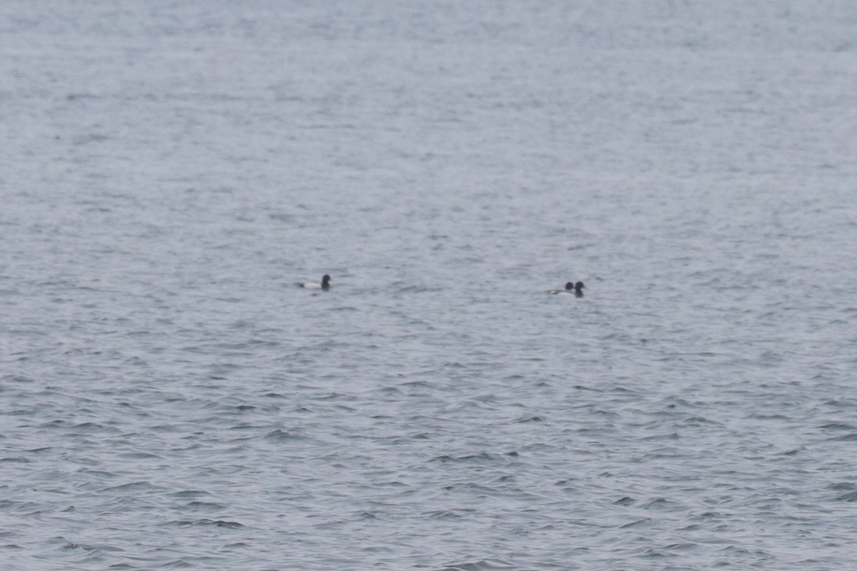 Greater Scaup - ML614529472