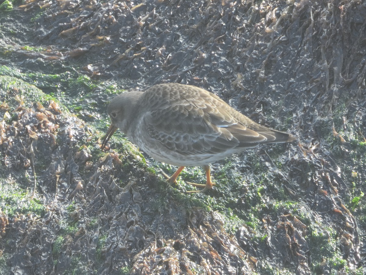 Purple Sandpiper - ML614529559