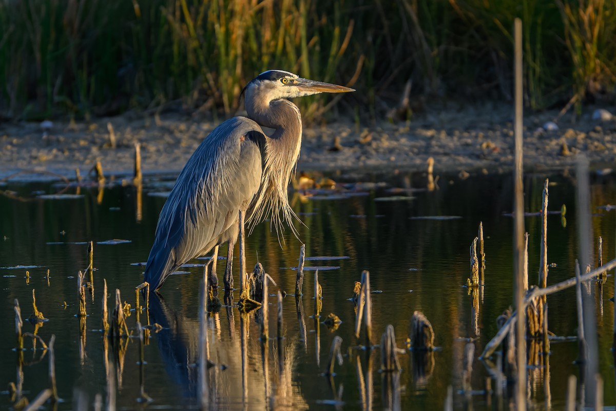 Great Blue Heron - ML614529581