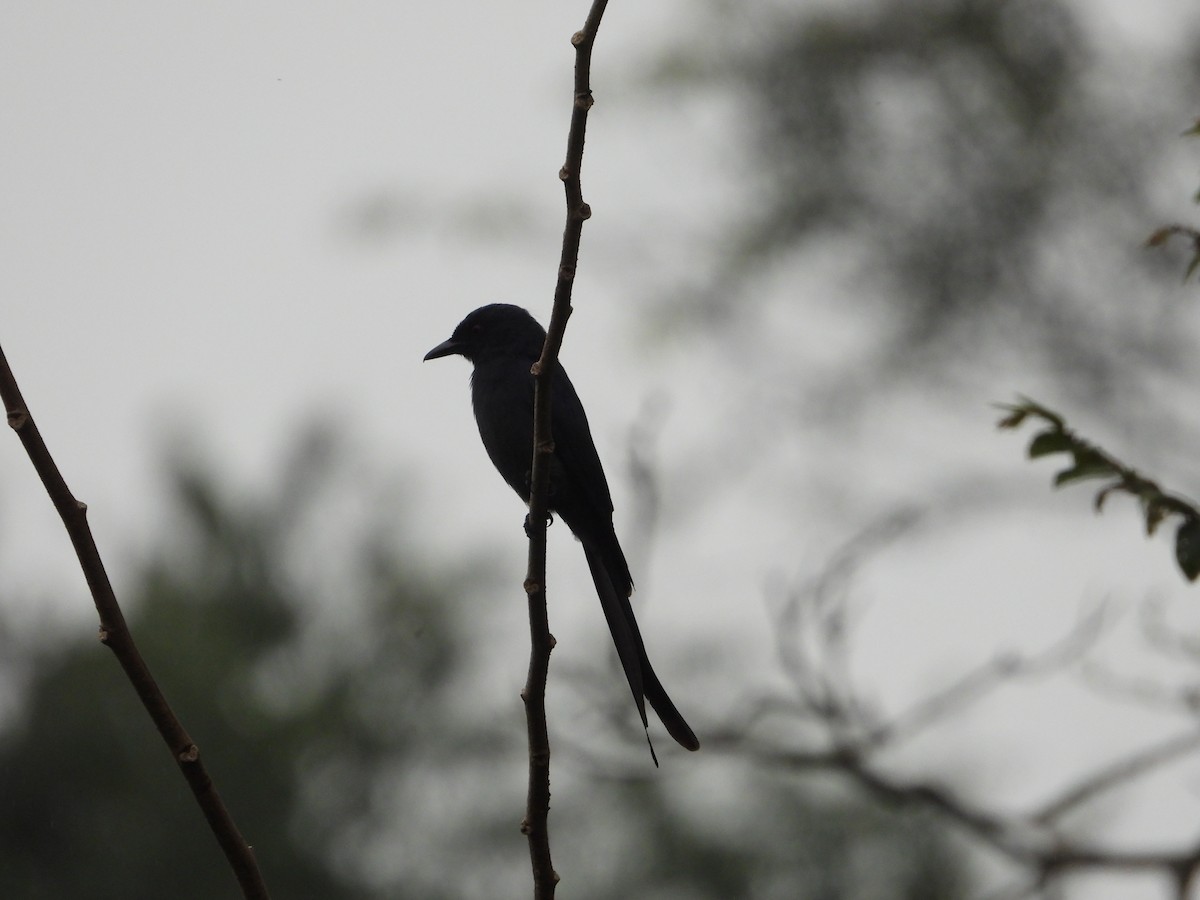 Kül Rengi Drongo - ML614529602