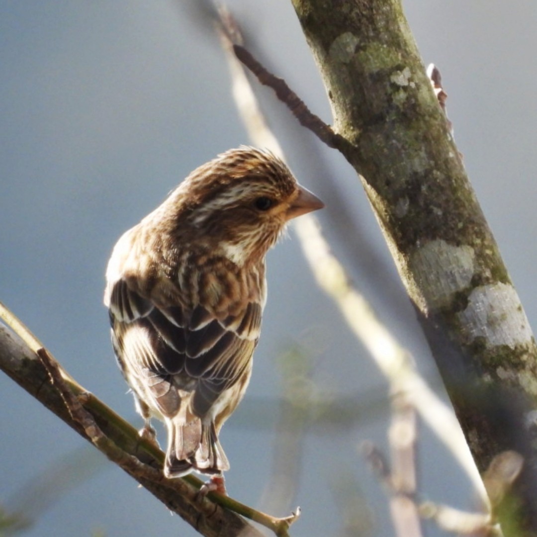 Purple Finch - ML614529684