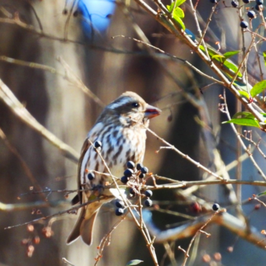 Purple Finch - Jeremy Dotson