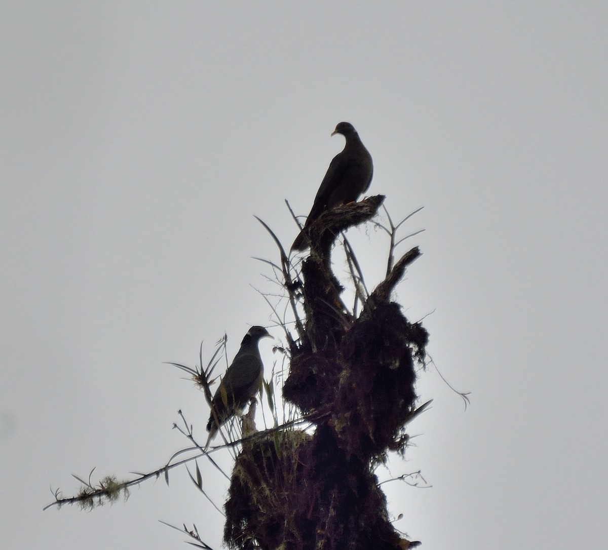 Band-tailed Pigeon - ML614529699