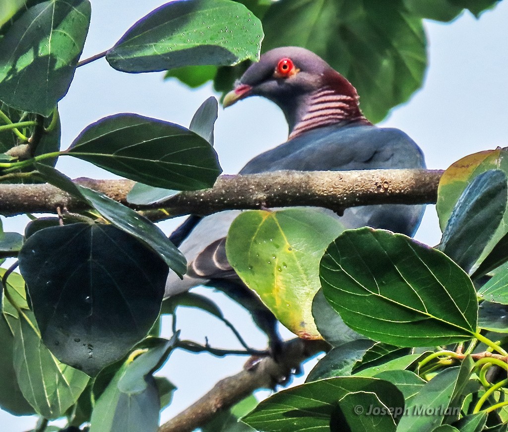 Pigeon à cou rouge - ML614529700