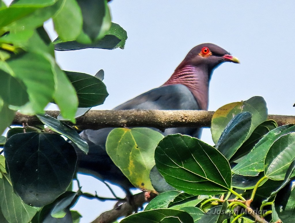 Pigeon à cou rouge - ML614529701