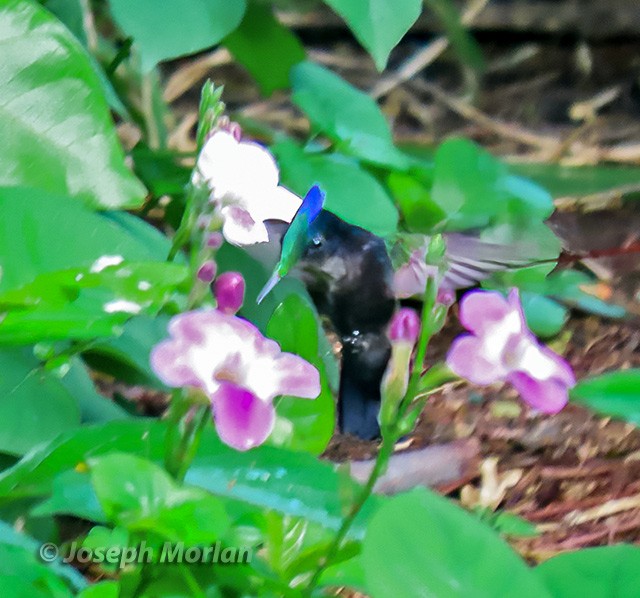 Antillean Crested Hummingbird - Joseph Morlan