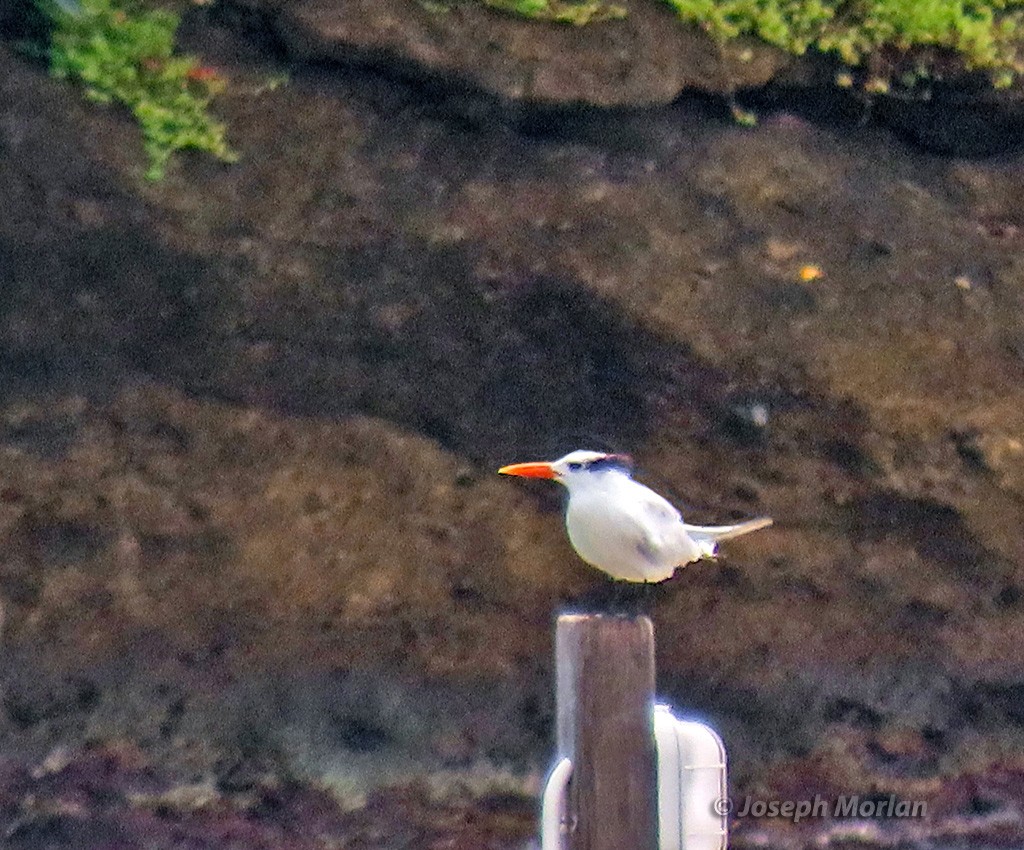 Royal Tern - ML614529724