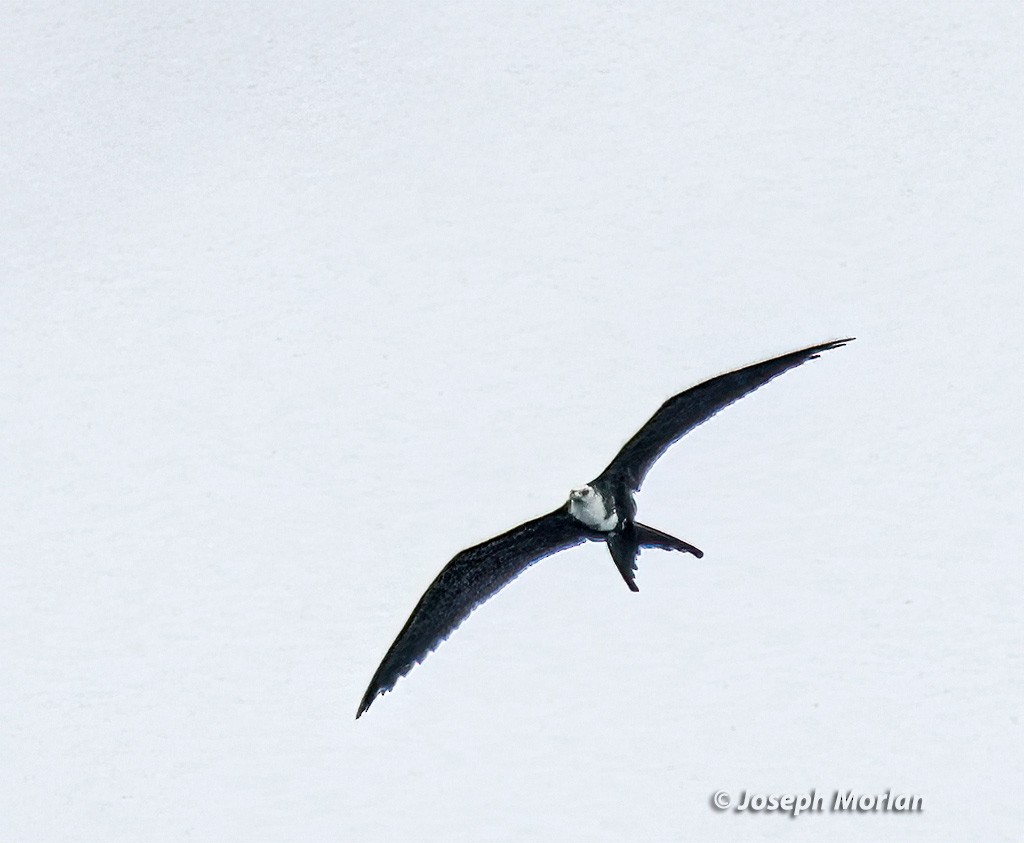 Magnificent Frigatebird - ML614529729