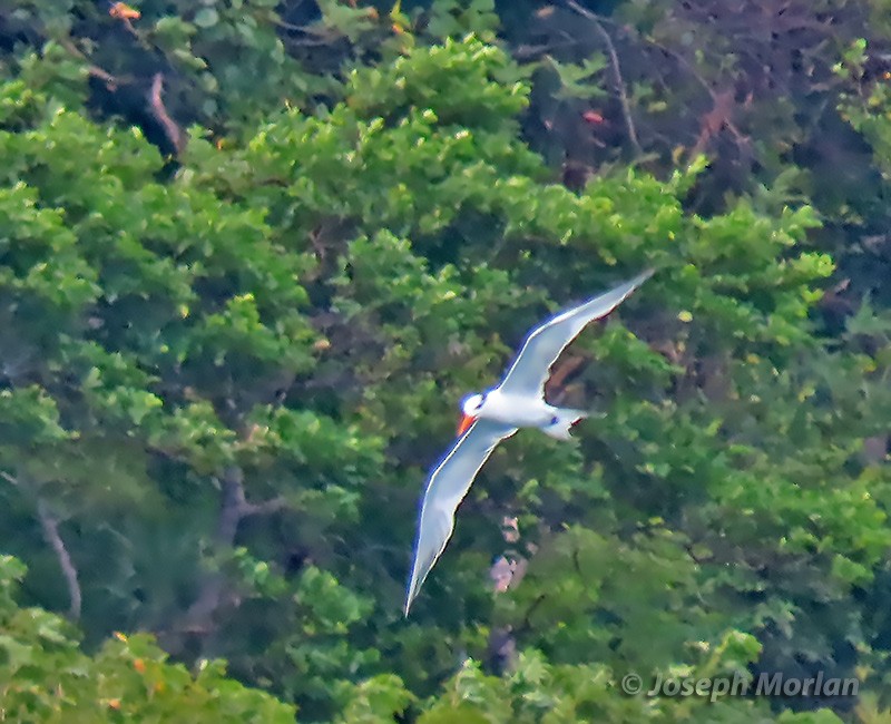 Royal Tern - ML614529735