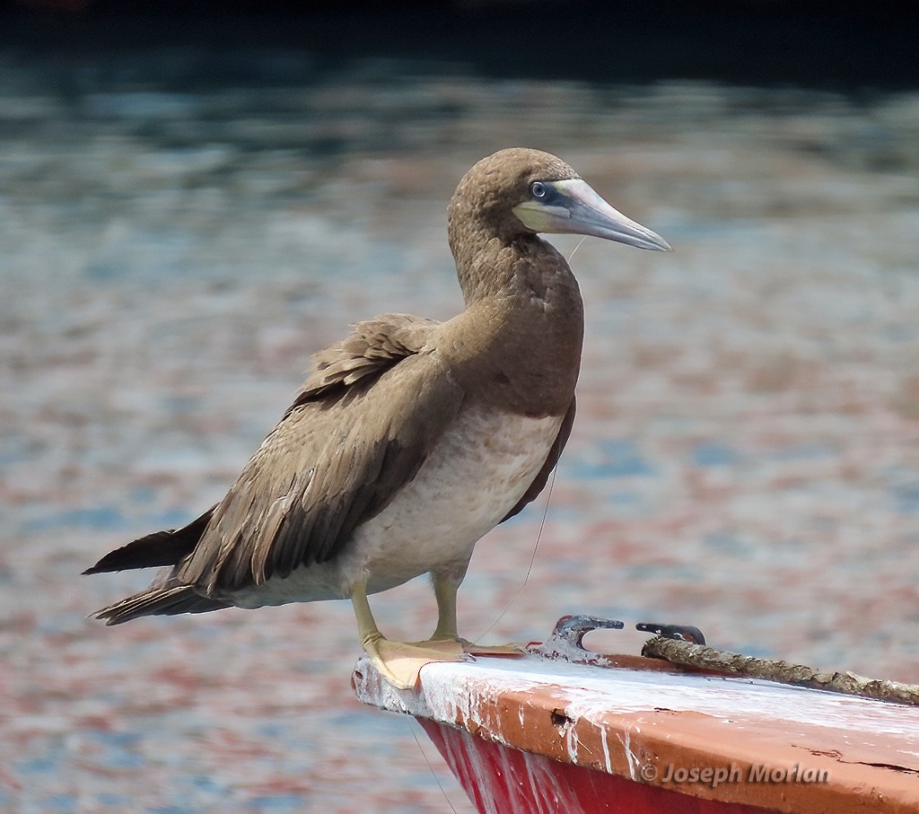 Brown Booby - Joseph Morlan