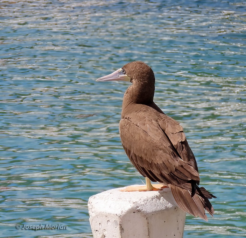 Brown Booby - Joseph Morlan