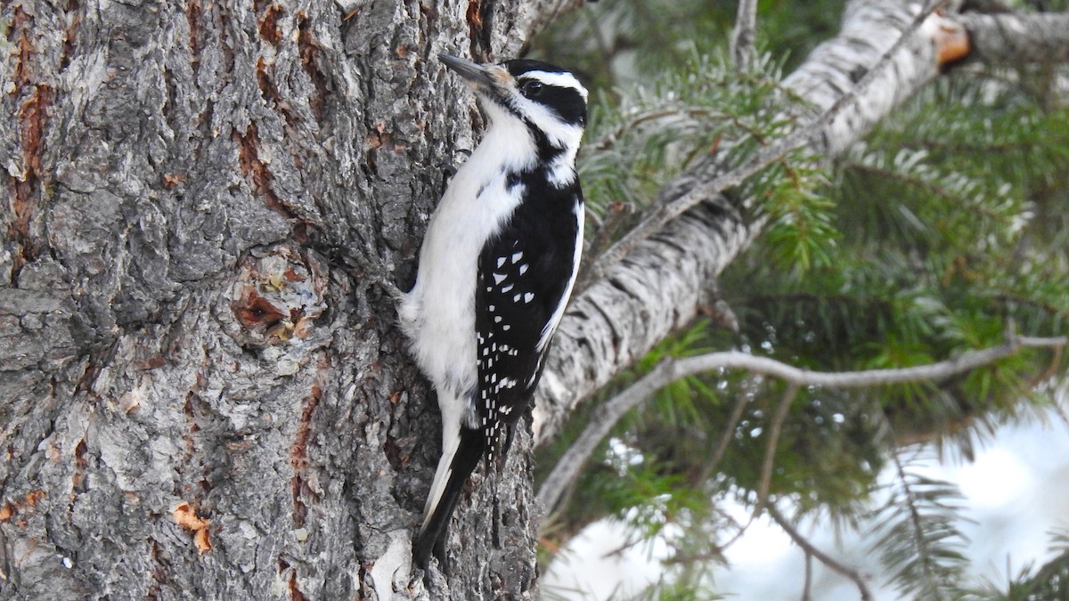 Hairy Woodpecker - ML614529748