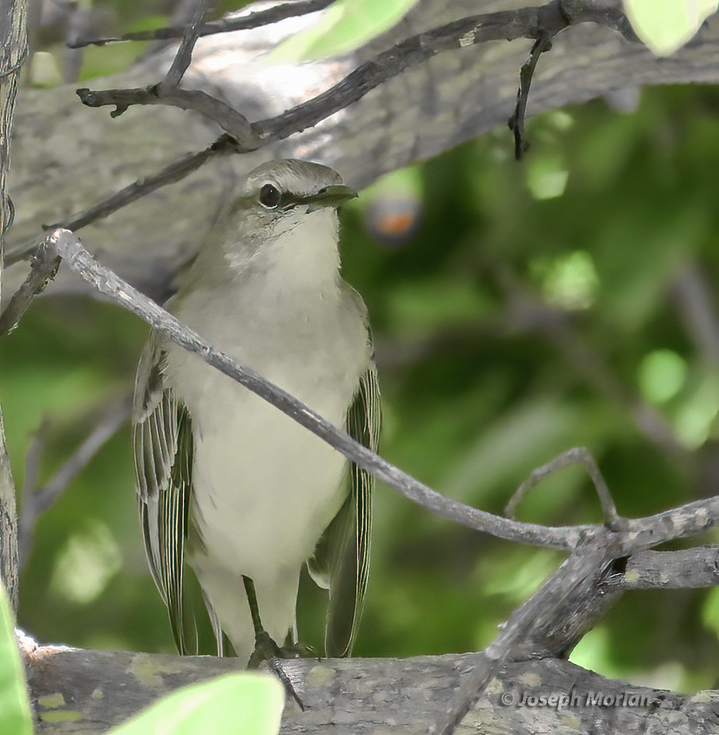 Tropical Mockingbird - ML614529750