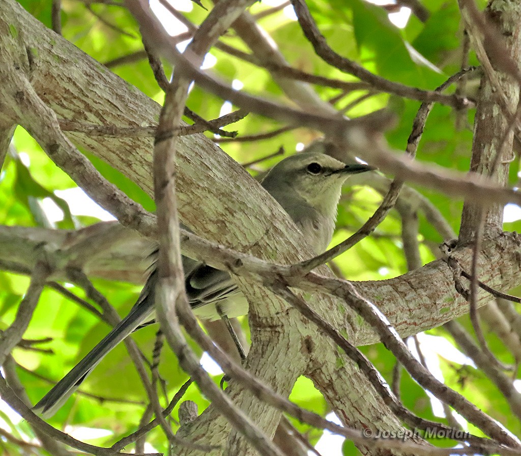 Tropical Mockingbird - ML614529751