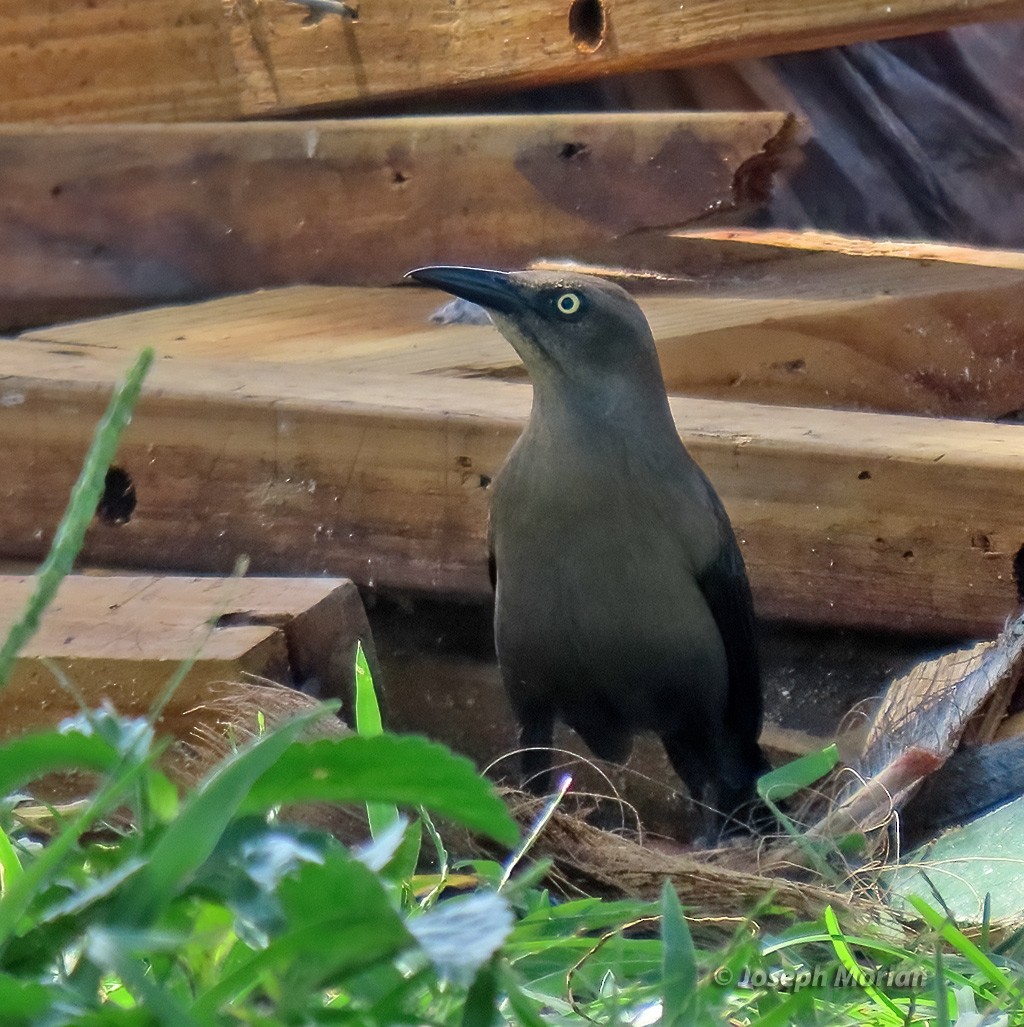 Carib Grackle - ML614529760