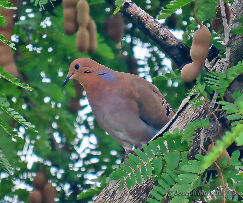 Zenaida Dove - ML614529788