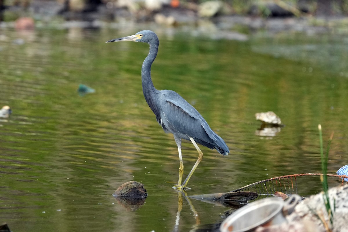 Little Blue Heron - ML614529800