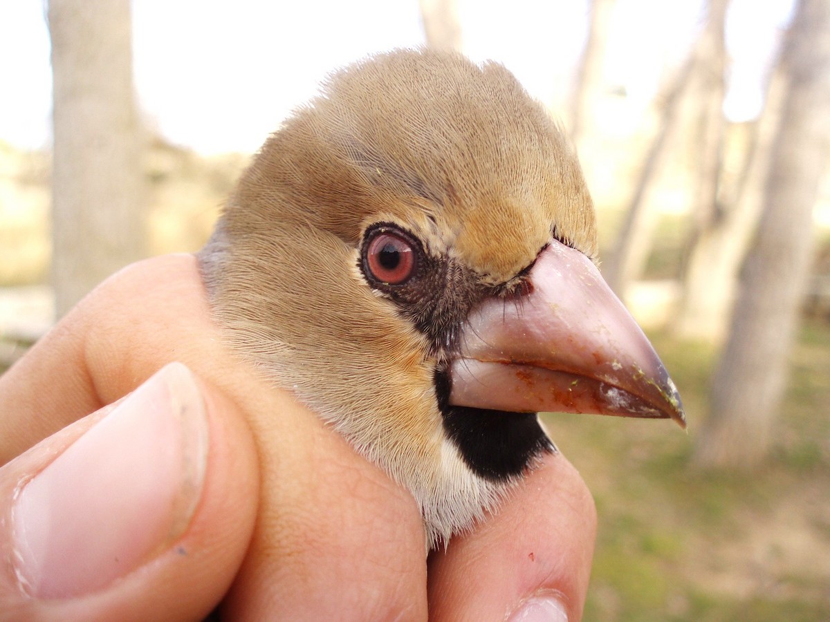 Hawfinch - ML614529852