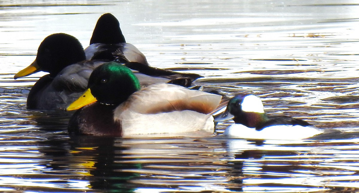 Bufflehead - ML614529870