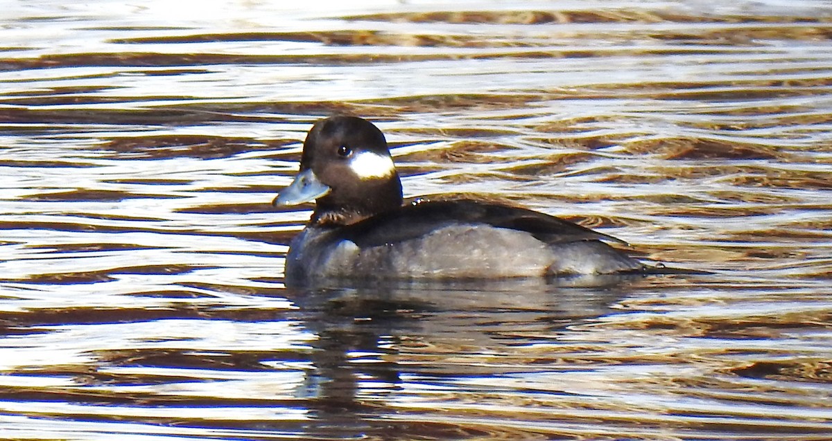 Bufflehead - Claude Rioux