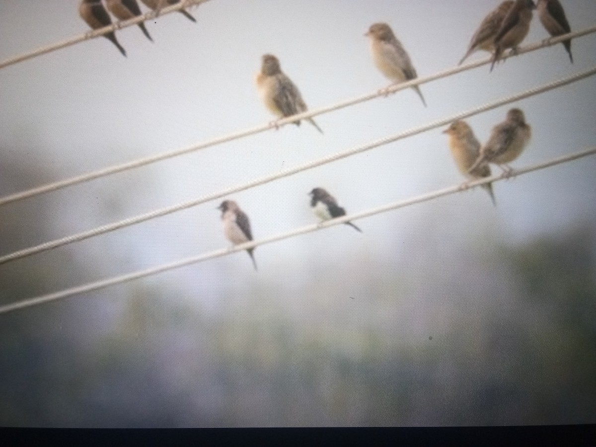 White-rumped Munia - ML614529872