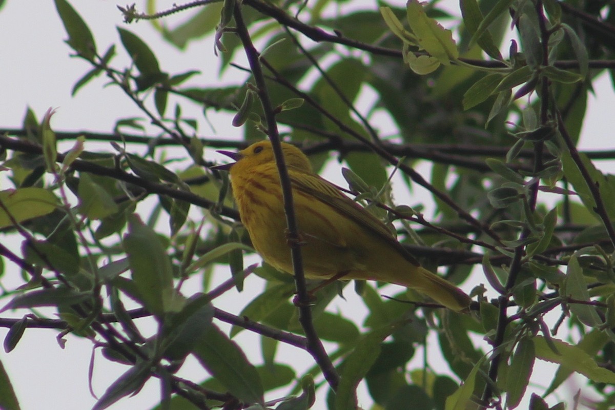 Yellow Warbler - Ann Monk