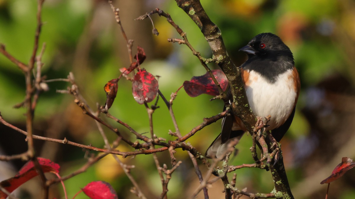 Eastern Towhee - ML614529934