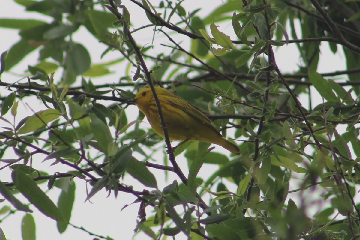 Yellow Warbler - Ann Monk