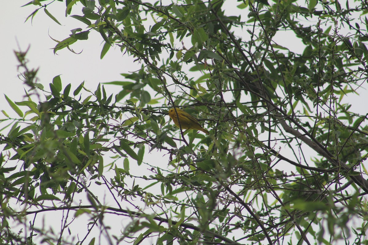 Paruline jaune - ML614529936