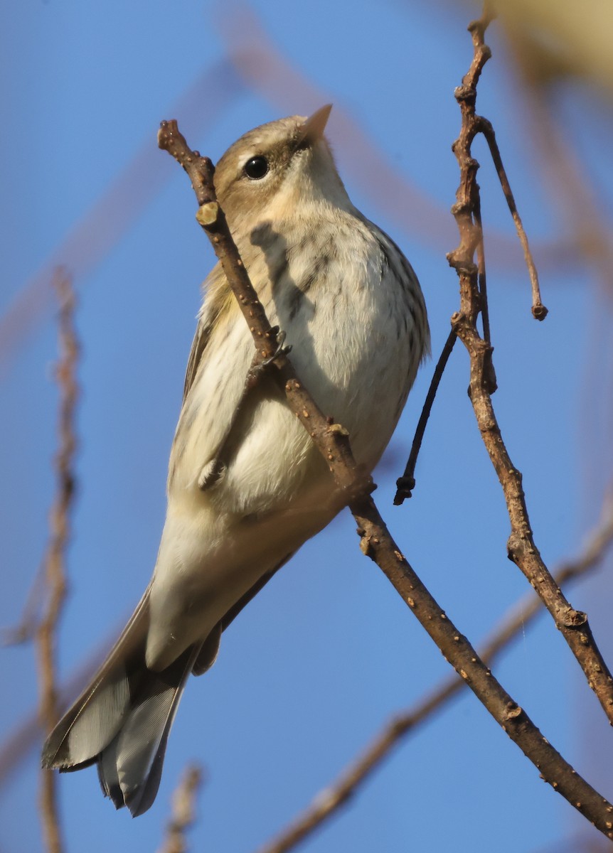 Yellow-rumped Warbler (Myrtle) - ML614529997