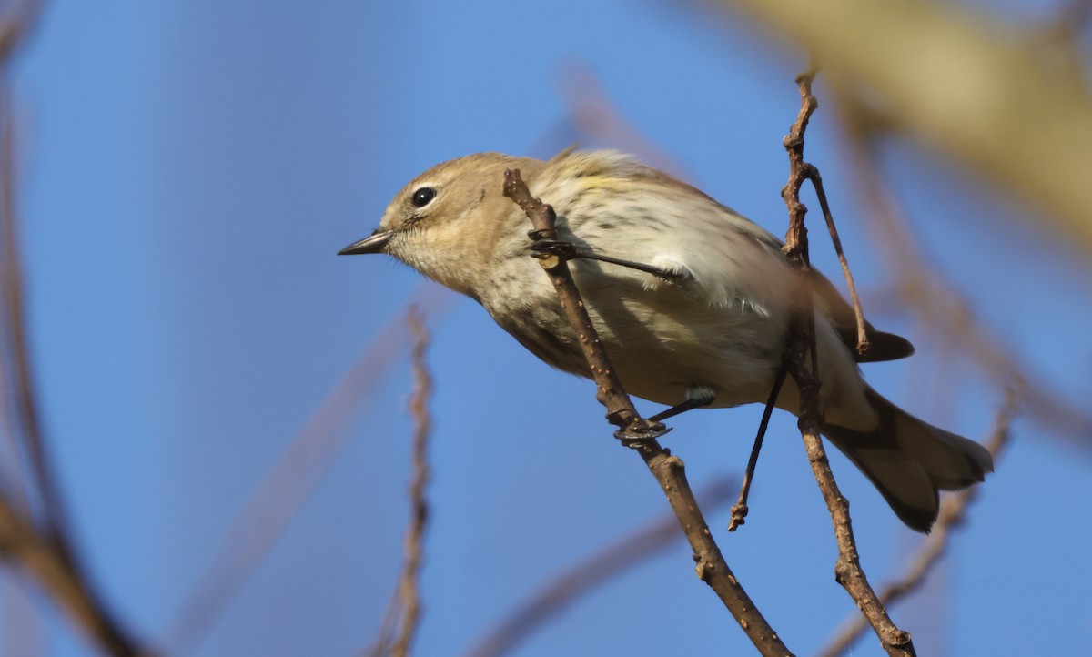 Yellow-rumped Warbler (Myrtle) - ML614530018