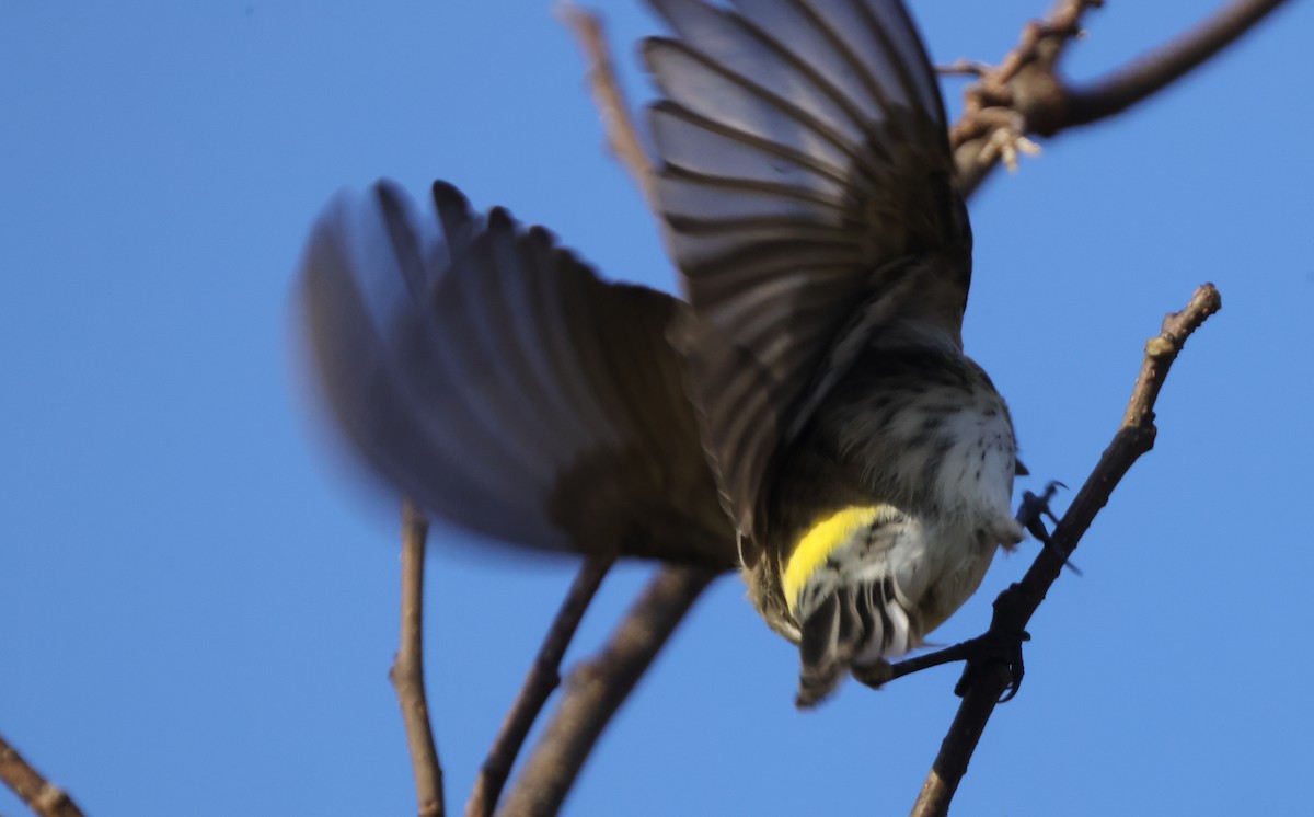 Yellow-rumped Warbler (Myrtle) - ML614530056