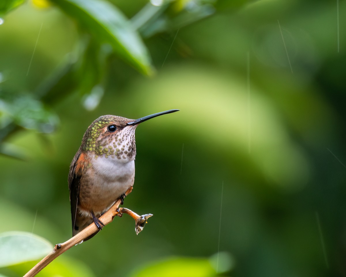 Allen's Hummingbird - Jhoneil Centeno