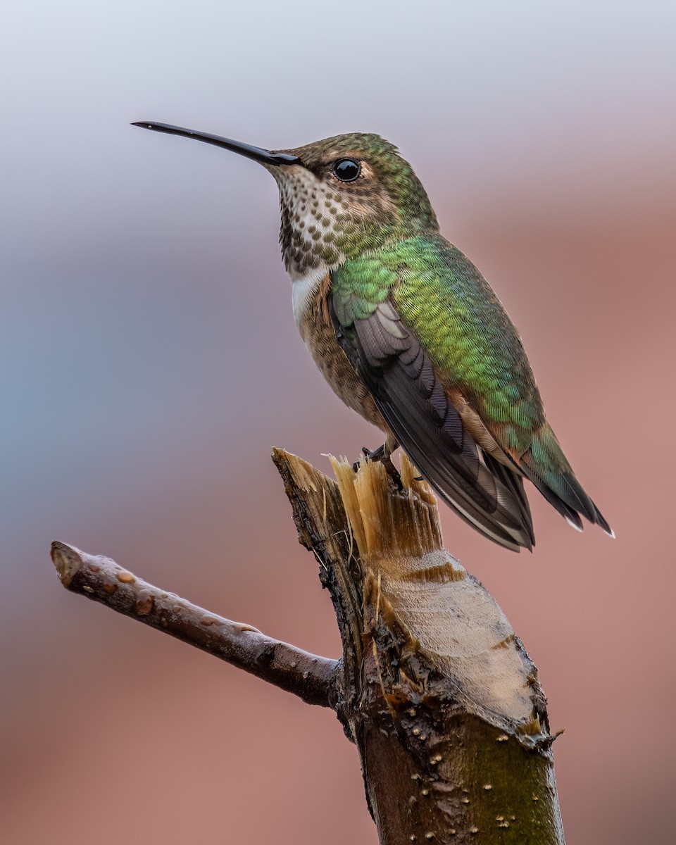 Colibrí de Allen - ML614530115