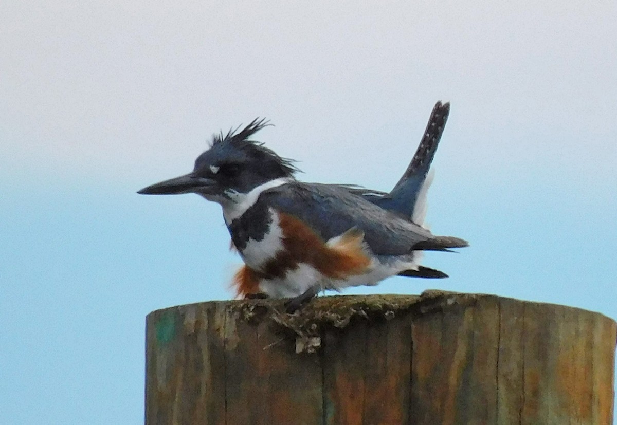 Belted Kingfisher - ML614530133