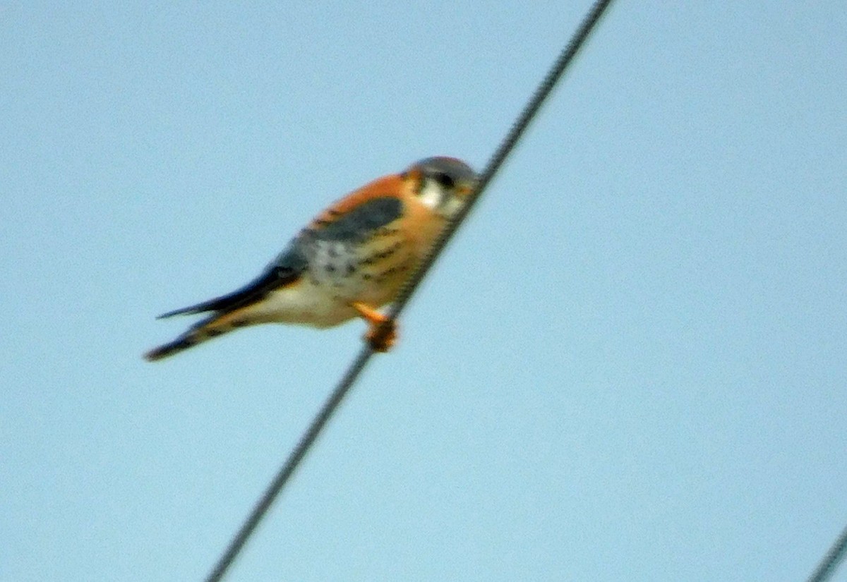 American Kestrel - ML614530144