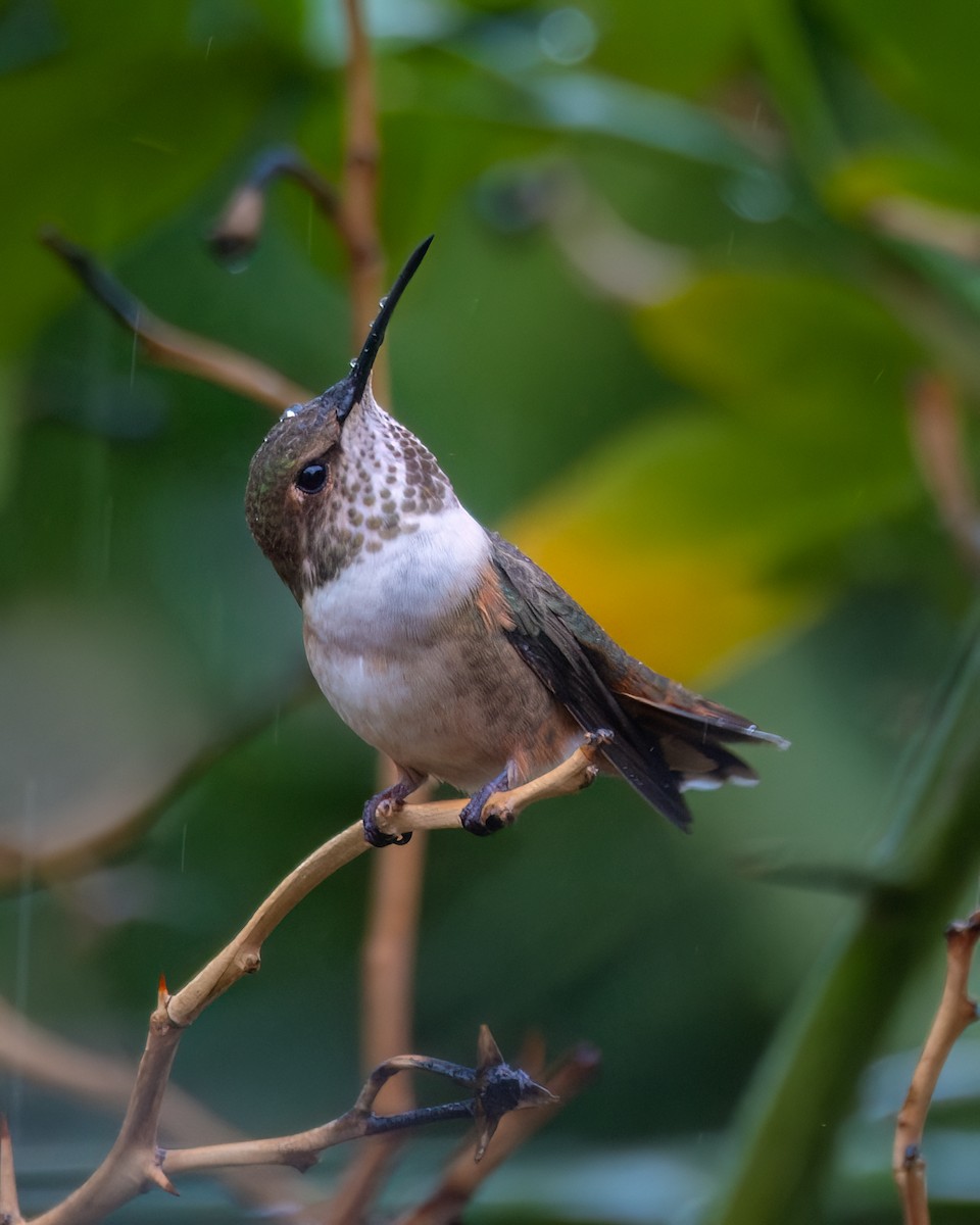 Allen's Hummingbird - Jhoneil Centeno