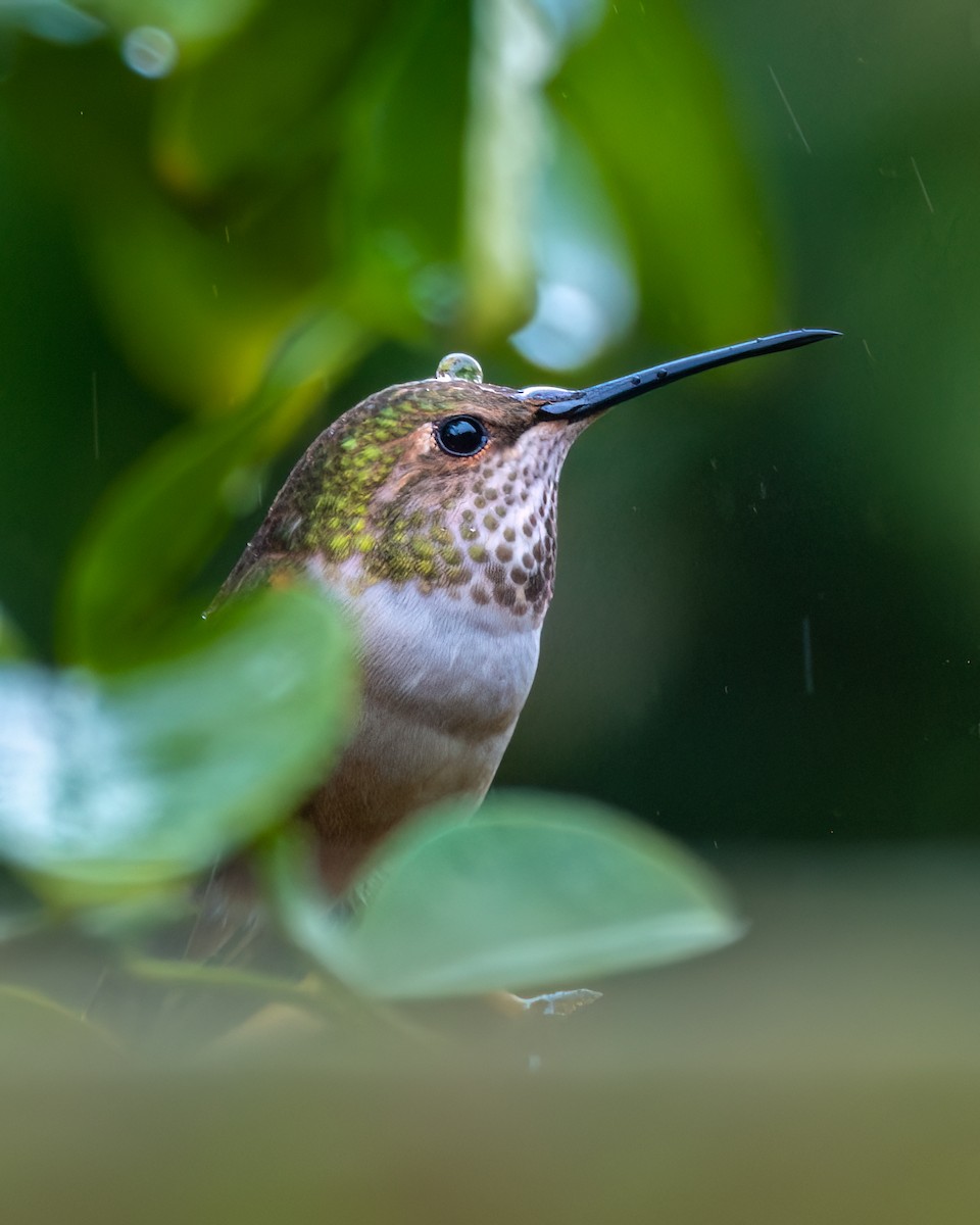 Colibrí de Allen - ML614530224