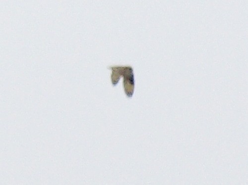 Short-eared Owl (Northern) - David Cooper